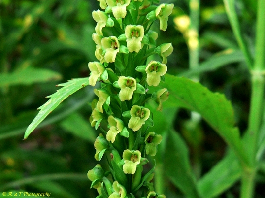 {Platanthera flava var. flava}